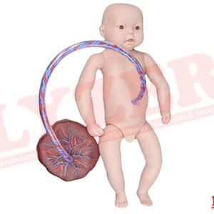 Baby with Placenta Silicon Model