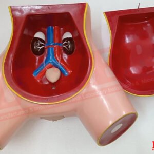 Catherization Female Silicon Fibre Model