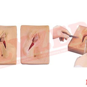 Perineum Suturing Model PVC