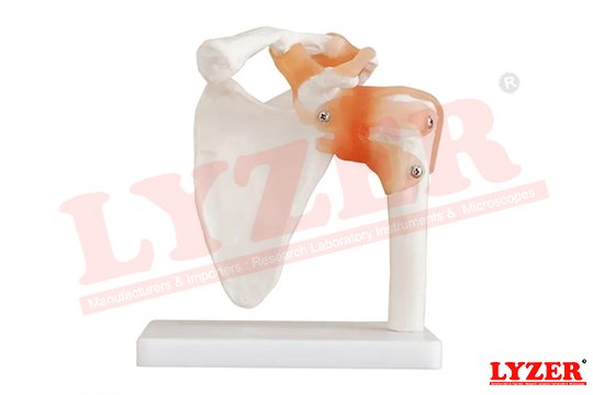 Shoulder Joint Model