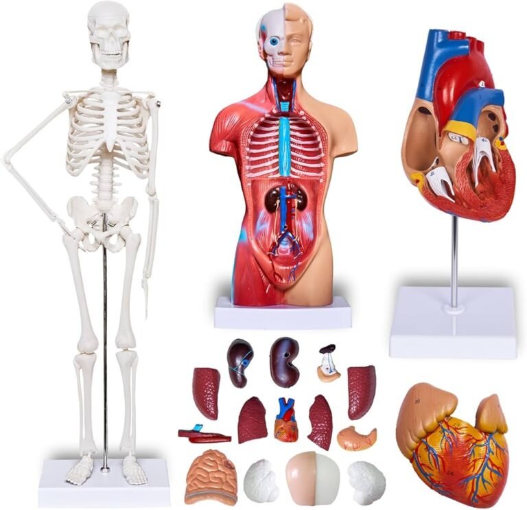 High-Quality Anatomy Models – Techno Scientific Instruments