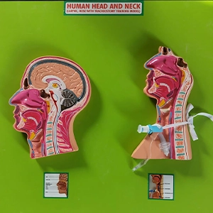 Human Head and Neck (Larynx, Nose with Tracheostomy) Training Model