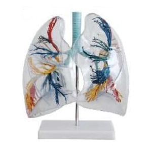 Human Lungs Anatomical Model