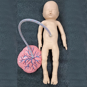 Newborn Baby with Placenta Model