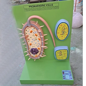 Prokaryotic Cell 3D Educational Model